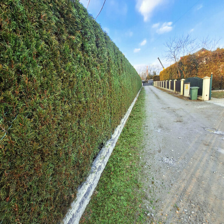 idealnie przycięty żywopłot