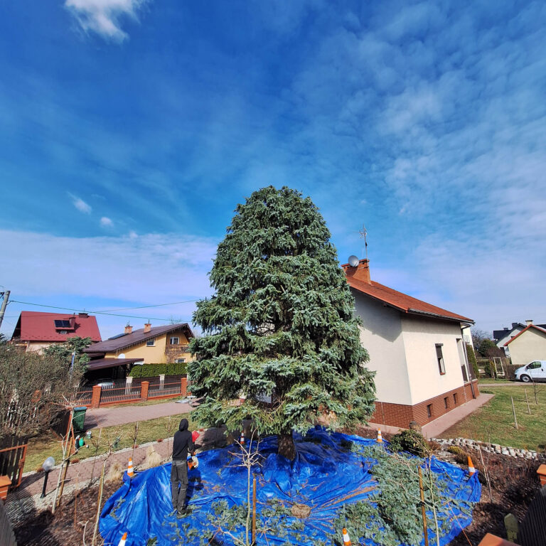 drzewo po przycuięciu
